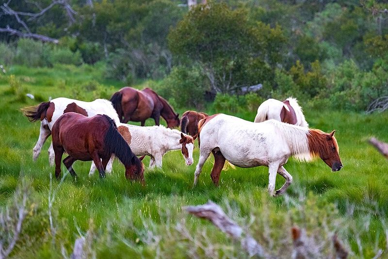 Chincoteague, Virginia — Ponies, Marshes, and Soft Beaches