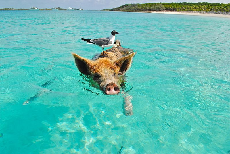 Exuma Cays (Big Major Cay / Stocking Island), Bahamas