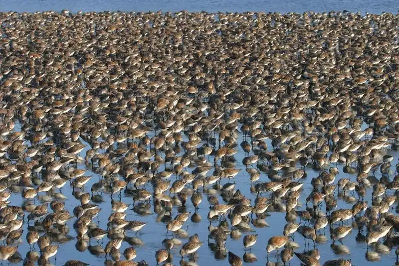 Bandon Marsh & Birding