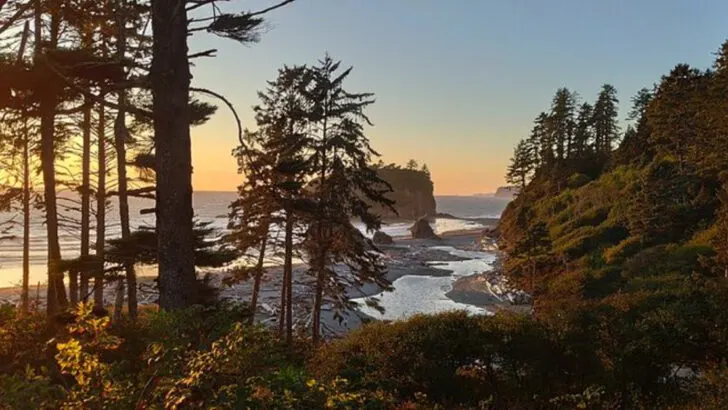 One of the World’s Most Mysterious Forests Grows Deep in Coastal Washington