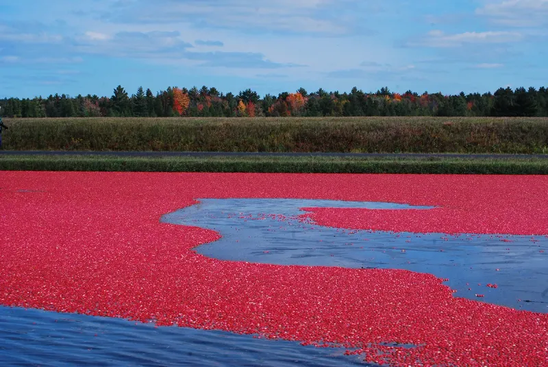 Grayland & Cranberry Country