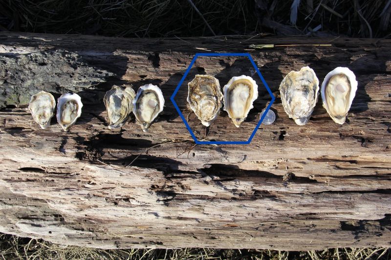 Swinomish Shellfish Company — Fidalgo Island