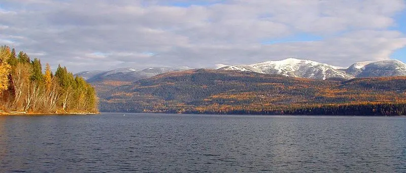 Whitefish