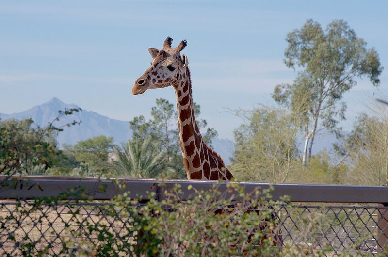 Phoenix Zoo Night Safari
