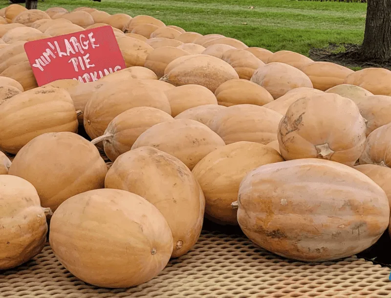 Pumpkin Farms near Morton, Illinois