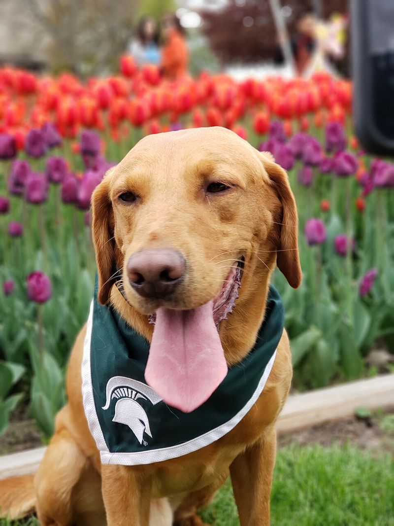 Tulip Time Festival Parade, Holland, MI