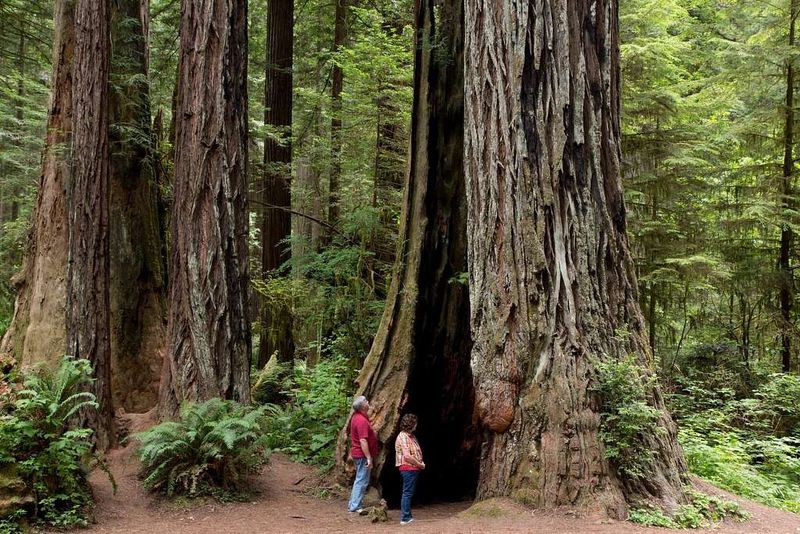 Redwood National and State Parks