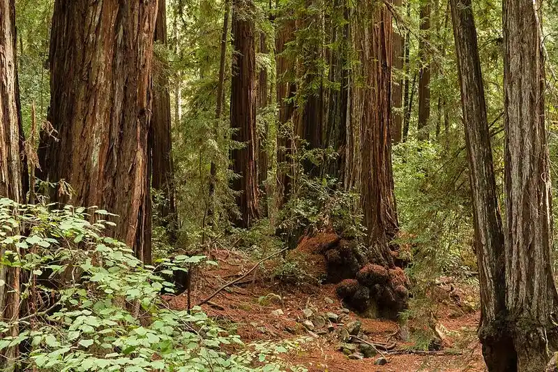 Armstrong Redwoods State Natural Reserve