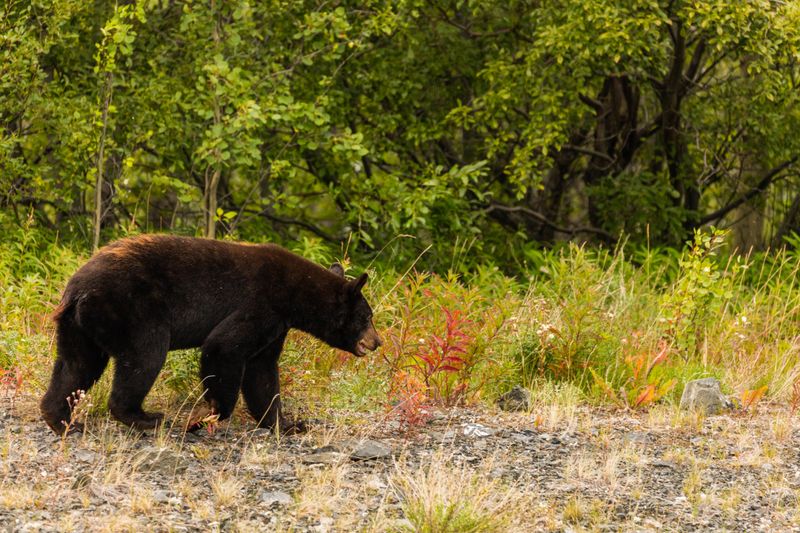 Wildlife Encounters You Won’t Forget