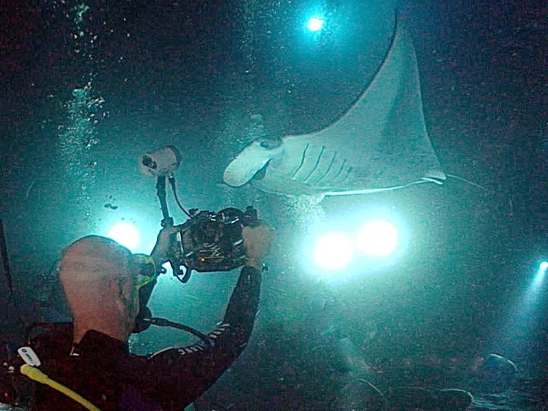 Go Manta Ray Watching at Night