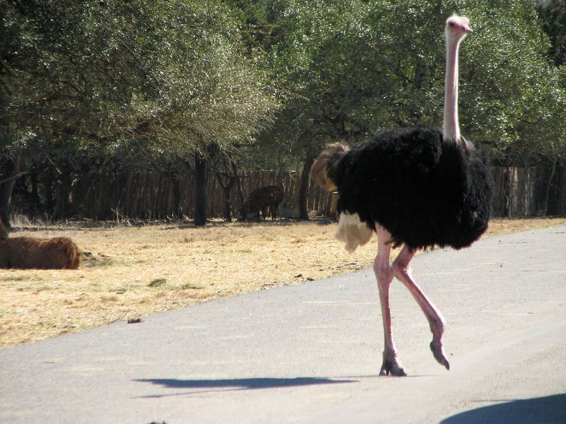 Natural Bridge Wildlife Ranch, Texas