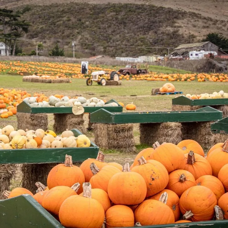 Half Moon Bay & Año Nuevo