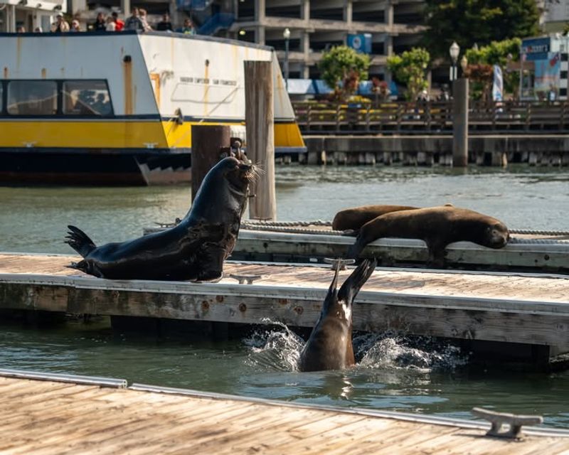 Fisherman's Wharf & Pier 39 – San Francisco, CA