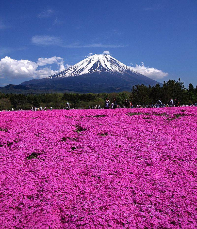 Shibazakura Festival, Japan