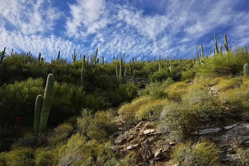 Mount Lemmon Scenic Byway (Arizona)