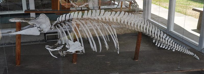 The Whale Museum