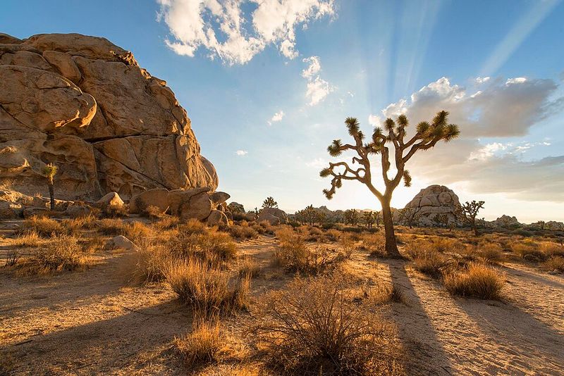 Joshua Tree: Desert Tranquility