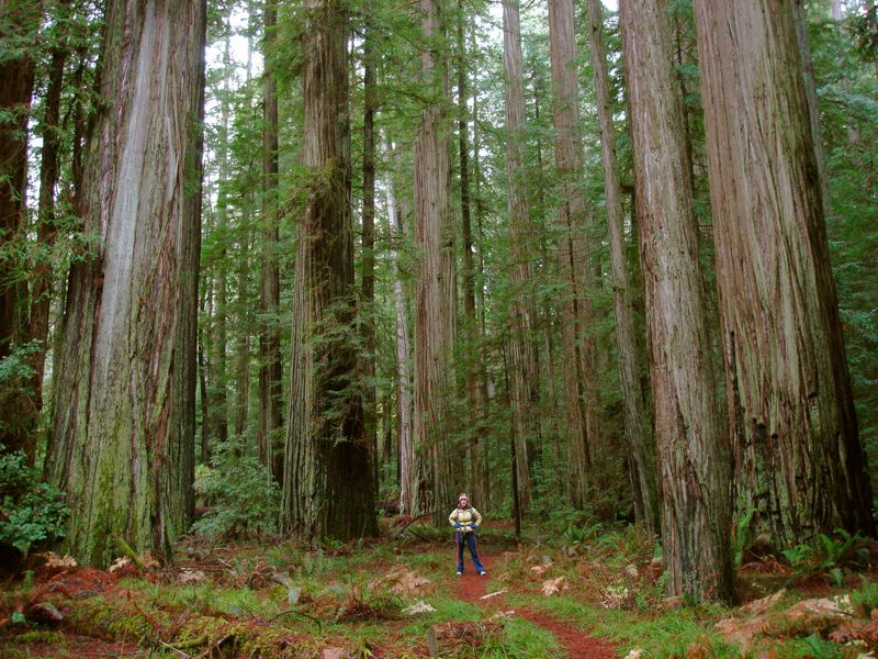 Zip Lining Through the Redwoods of California