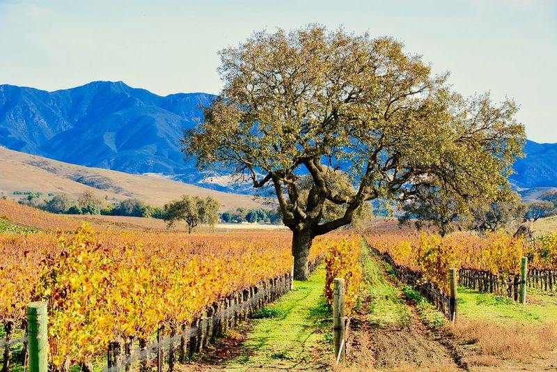 Santa Ynez
