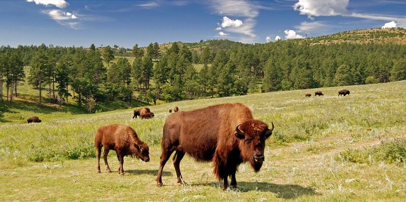 South Dakota – Custer State Park