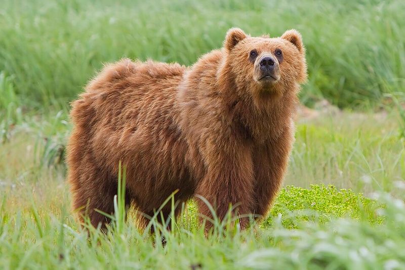 Bear Population
