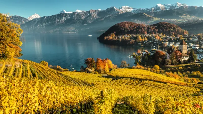 Vineyards on the Sunny Slopes