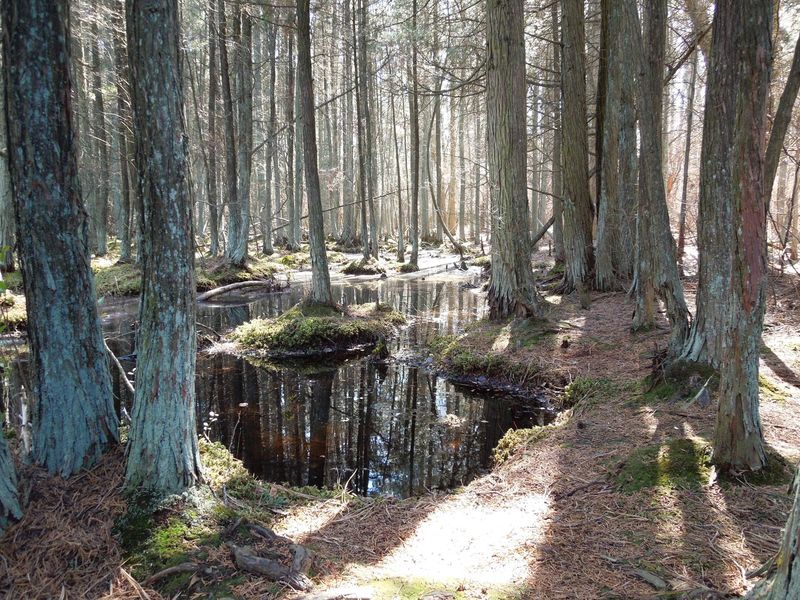 The Pine Barrens, New Jersey — Deep-Forest Lore & the Jersey Devil Trail