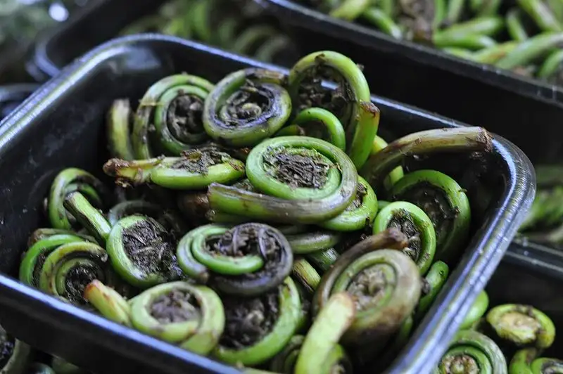 Fiddlehead Ferns