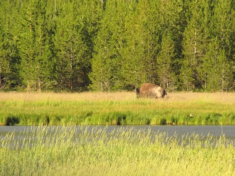 Wildlife Safari in Yellowstone