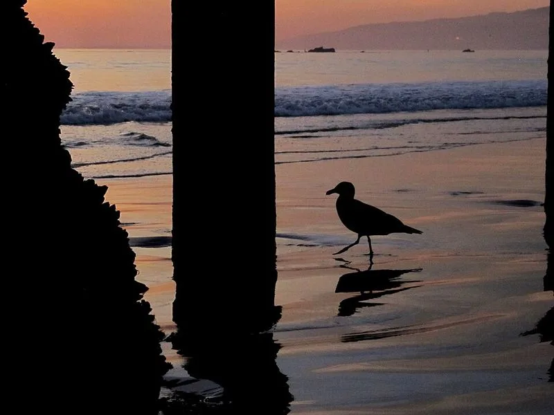 Misidentifying a Seagull at Santa Monica Beach