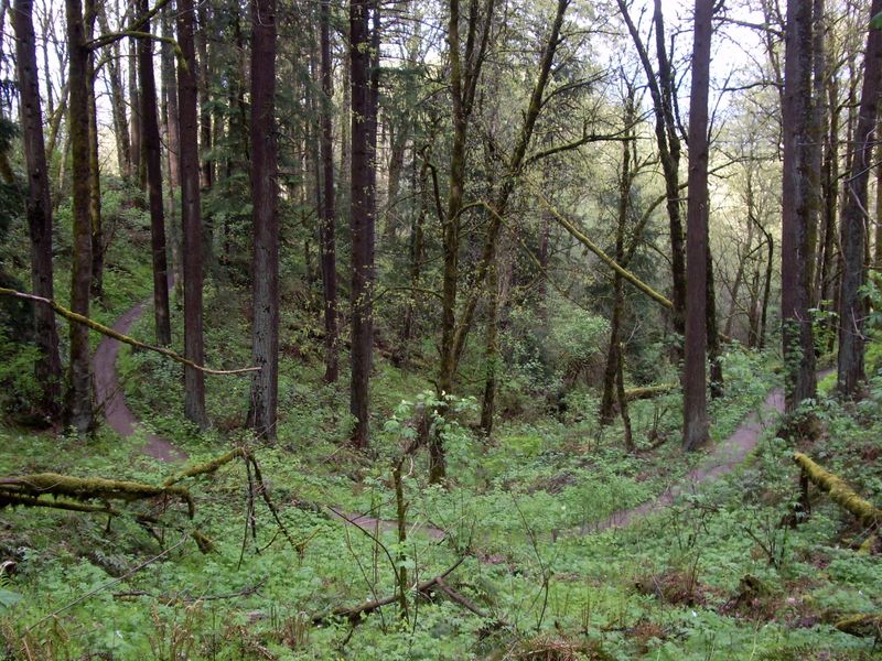 Forest Park Wildwood Trail