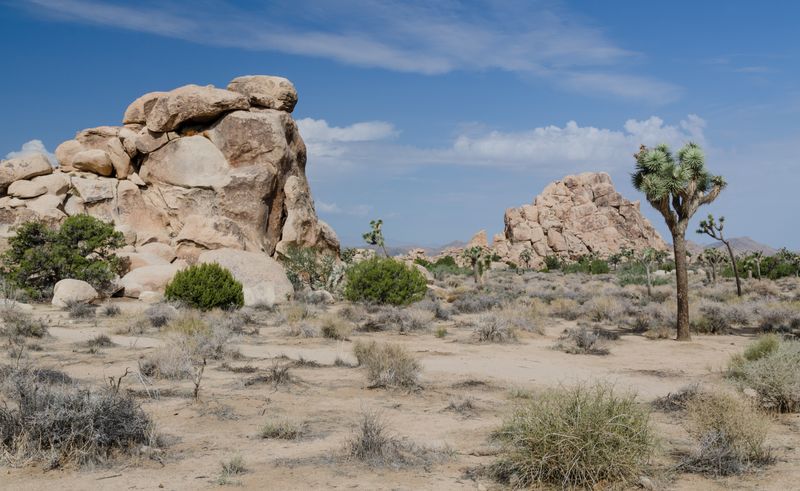 Joshua Tree, California