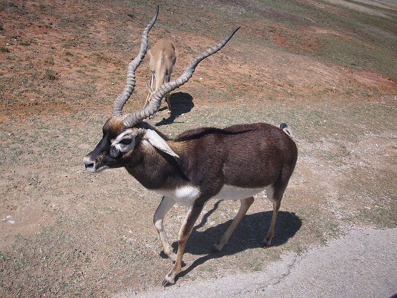 Wildlife Encounters