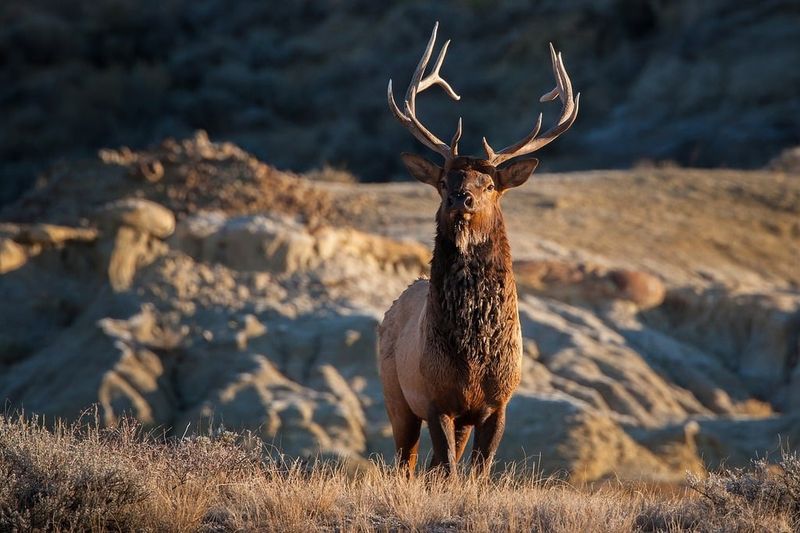 Theodore Roosevelt National Park's Importance