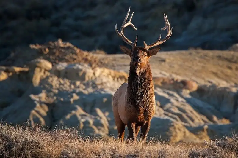 Theodore Roosevelt National Park's Importance