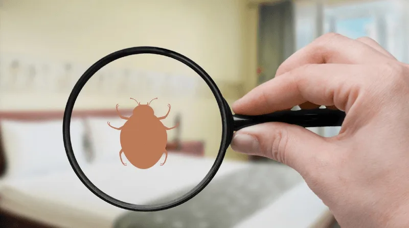 Signs of Pests (Especially Bedbugs)