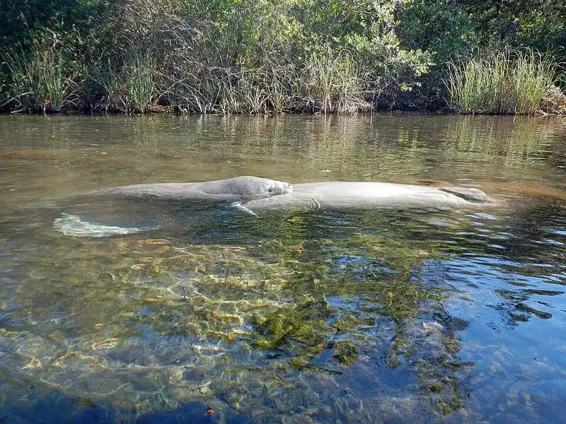Manatees' Gentle Presence