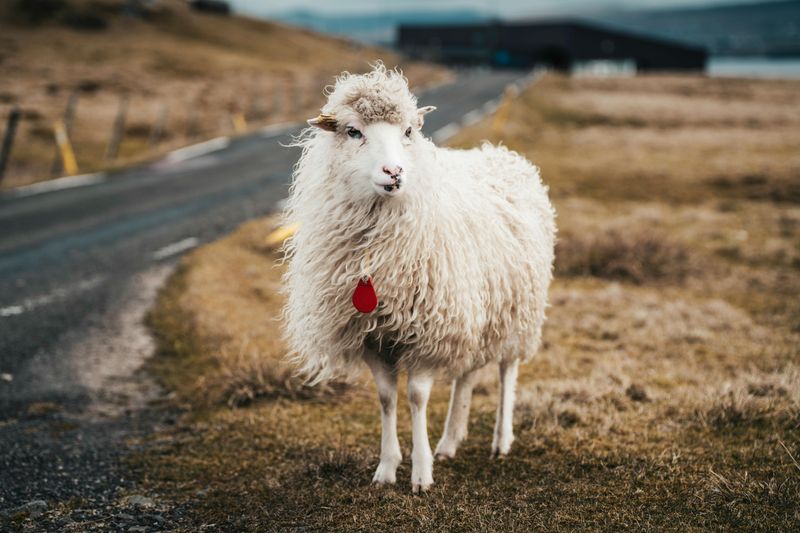 The Faroe Islands