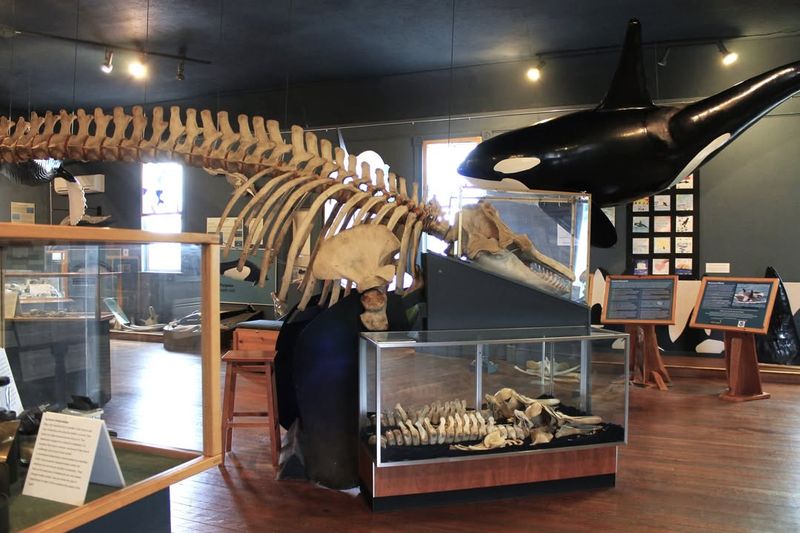 The Whale Museum