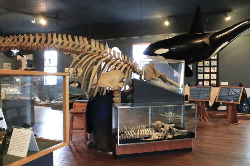 The Whale Museum