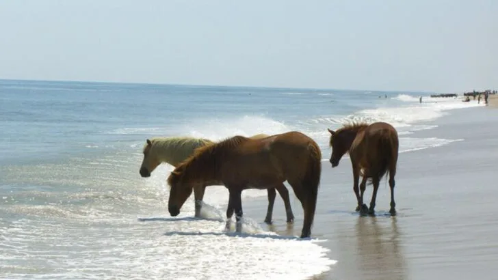 The “Lost Coast of the East” Offers Empty Beaches and Windswept Beauty Few Travelers Find
