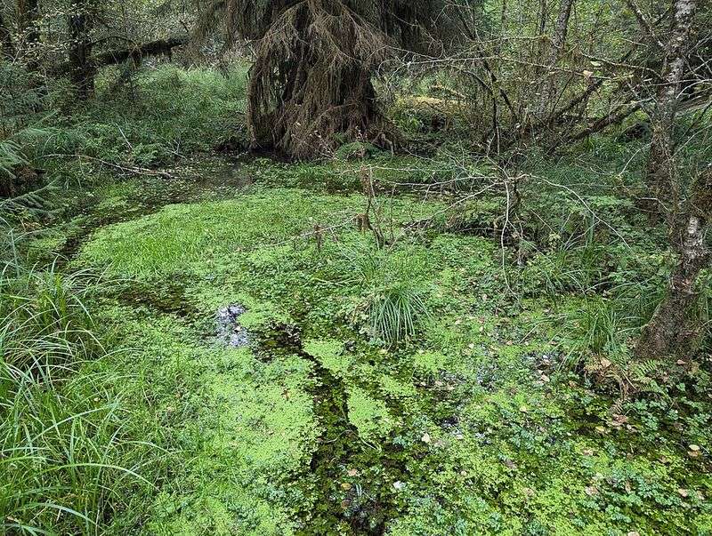 Hoh Rain Forest