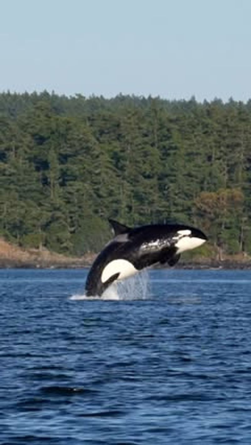 Whale-Watching Adventures