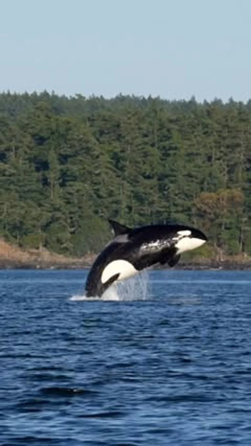 Whale-Watching Adventures