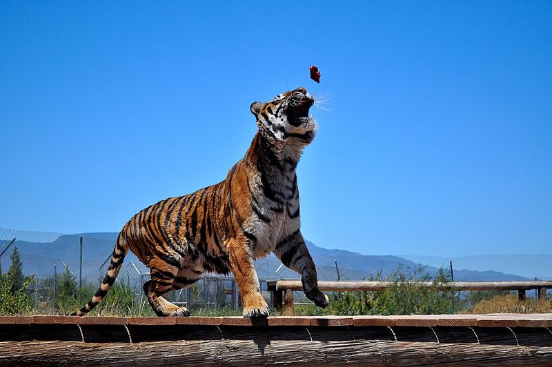 Out of Africa Wildlife Park, Arizona