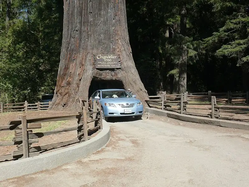 You Can Drive Through a Living Tree in California