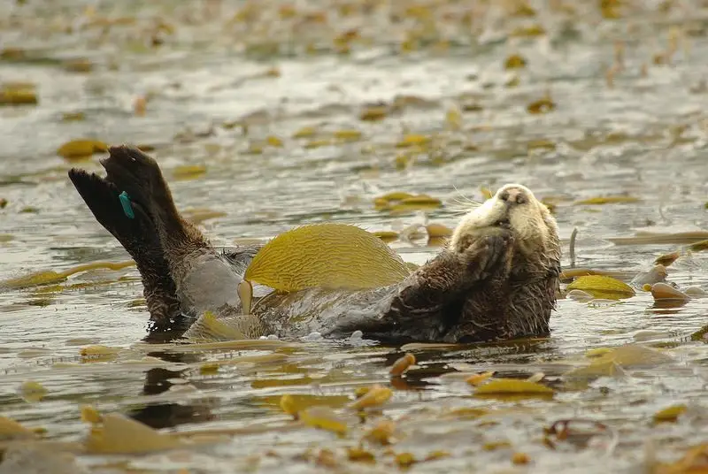 Tip 6: Plan for Wildlife Sightings