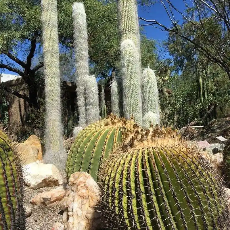 Tucson Botanical Gardens