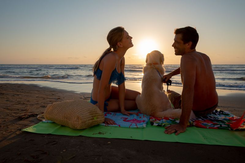 Pet-Friendly Travel Is Too Complicated