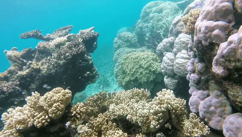 Great Barrier Reef, Australia